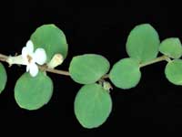 (image for) Codonanthe - devosiana 'Paula'