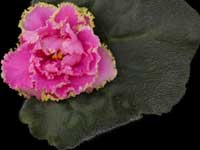 (image for) Coming Up Roses