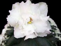 (image for) Cool Mint