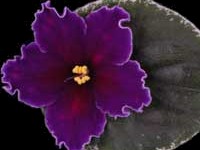 (image for) Cosmic Blast