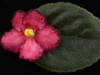 (image for) Crackerjack Red