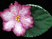 (image for) Cranberry Crush