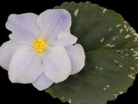 (image for) Crystal Blue