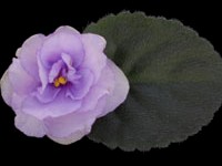 (image for) Cupid's Jewel