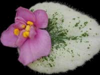 (image for) Cute Aza Bug