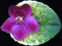 (image for) Dark Kiss