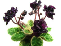 (image for) Dark Night of the Soul