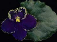 (image for) Dead of Night