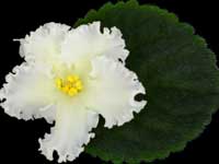 (image for) Desert Heat