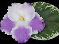 (image for) Dress Rehearsal