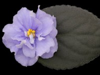 (image for) East Wind