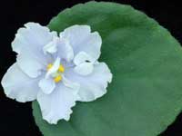 (image for) Easy Breezy Day