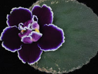 (image for) Edge of Darkness