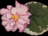 (image for) Elizabeth