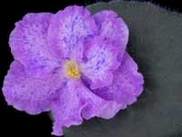 (image for) Enchanted Pink