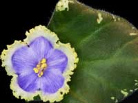 (image for) Evening Escape