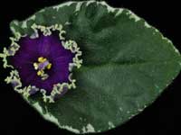 (image for) Evening Escort