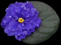 (image for) Evening Splendor