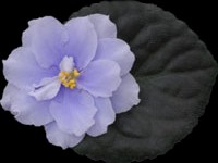 (image for) Faded Denim