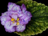 (image for) Fantasy Finale