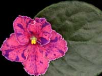 (image for) Fatal Attraction