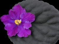 (image for) Festive Amethyst