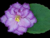 (image for) Fireworks (Lyon's)