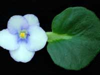 (image for) First Prize