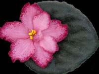 (image for) Frosted Brandy