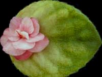 (image for) Frosty Bubbles