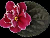 (image for) Girls' Night Out