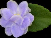 (image for) Glacier Bay