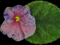 (image for) Gum Drop