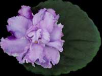 (image for) Hawaiian Cloud