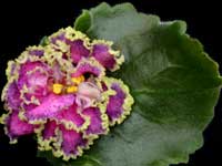 (image for) Hawaiian Dancer