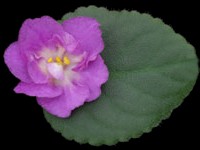 (image for) Hawaiian Pearl