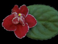 (image for) Heartbreak Kid