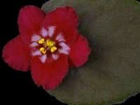 (image for) Heart's Aglow