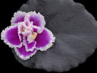 (image for) Heritage Frolic