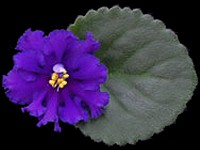 (image for) Honky Tonk Blues