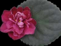 (image for) Hot Pants