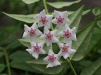 (image for) Hoya - bella