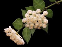 (image for) Hoya - lacunosa