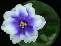 (image for) Humako Inches