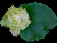 (image for) Irish Flirt