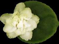 (image for) Irish Glen