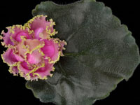 (image for) Irish Lassie