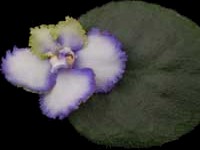 (image for) Irish Luck