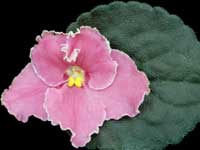 (image for) Jean's Passion