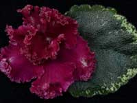 (image for) Jolly Frills